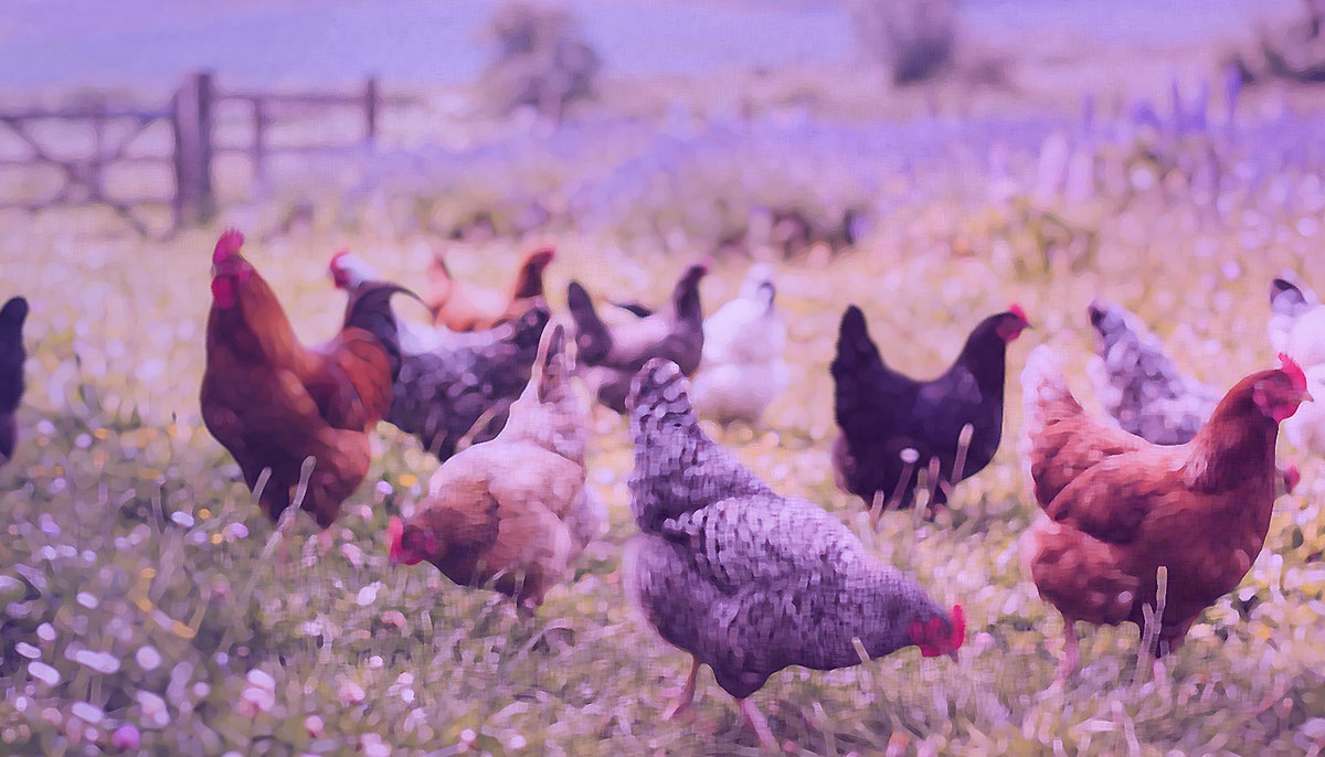 Free-range chicken breast: A healthier choice.