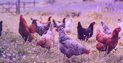 Free-Range Chicken Breast: A Healthier Choice.